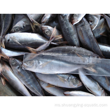 Mackerel Kuda Beku Harga Ikan Bulat 10kg/Ketakup